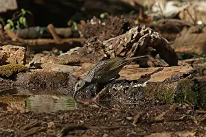 Bowerbird: 80200996 Regent Bowerbird - female Queensland, Australia