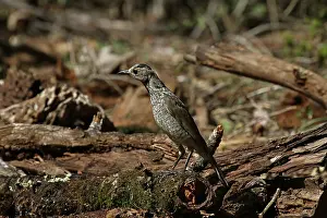 Bowerbird: 80200997 Regent Bowerbird - female Queensland, Australia