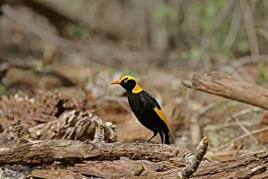Bowerbird: 80200998 Regent Bowerbird - male Queensland, Australia
