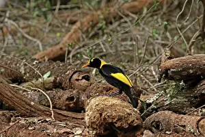 Bowerbird: 80200999 Regent Bowerbird - male Queensland, Australia