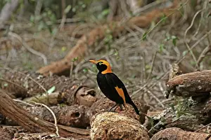 Bowerbird: 80201000 Regent Bowerbird - male Queensland, Australia