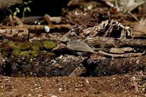 Bowerbird: 80201001 Regent Bowerbird - immature male Queensland
