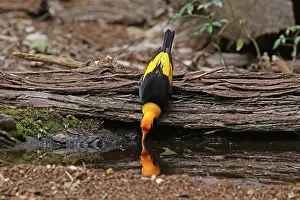 Bowerbird: 80201006 Regent Bowerbird - male drinking Queensland