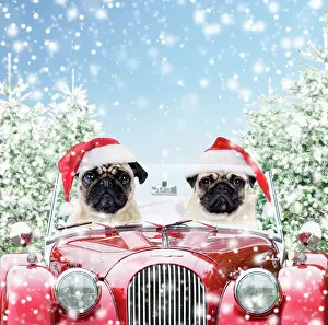 Driving: 80201008 Dogs - pugs wearing Christmas hats - driving