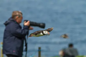 Alcidae: 80201009 Atlantic Puffin - in flight by photographers