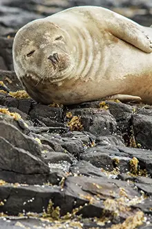 Farne: 80201010 Grey Seal - resting on cliffs Farne Islands