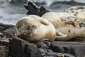 Farne: 80201012 Grey Seal - resting on cliffs Farne Islands