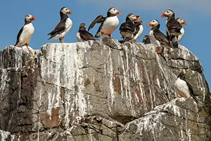 Alcidae: 80201013 Atlantic Puffin - flock on cliff Farne