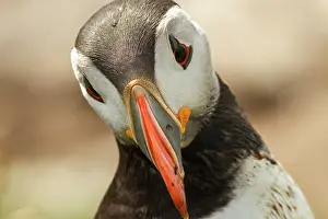 Alcidae: 80201014 Atlantic Puffin - adult portrait Farne