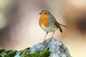 Muscicapidae: 80201015 European Robin Galicia, Spain Erithacus