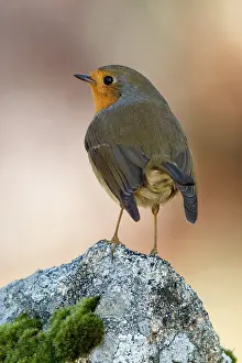 Muscicapidae: 80201016 European Robin Galicia, Spain Erithacus