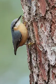 Nuthatches: 80201017 Eurasian Nuthatch - on Pine Tree Galicia