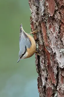 Nuthatches: 80201018 Eurasian Nuthatch - on Pine Tree Galicia