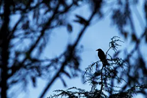 Crows: 80201019 Carrion Crow - silhouette in tree Galicia