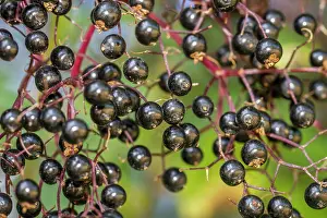 Nigra: 80201020 Black Elder - fruit Galicia, Spain Sambucus