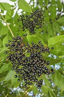 Nigra: 80201021 Black Elder - fruit Galicia, Spain Sambucus