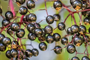 Nigra: 80201022 Black Elder - fruit Galicia, Spain Sambucus