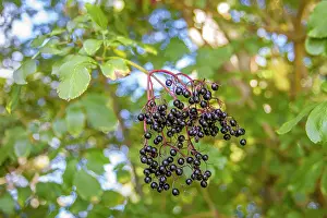 Nigra: 80201023 Black Elder - fruit Galicia, Spain Sambucus