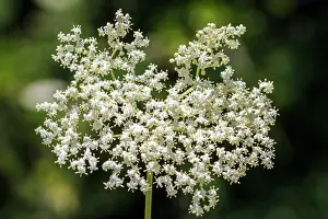 Nigra: 80201024 Black Elder - flower Galicia, Spain Sambucus