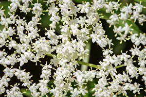 Nigra: 80201025 Black Elder - flower Galicia, Spain Sambucus