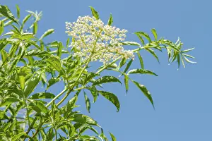 Nigra: 80201026 Black Elder - flower Galicia, Spain Sambucus