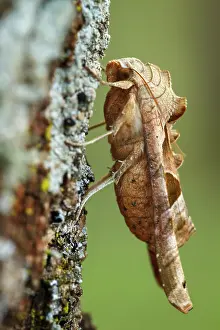 80201027 Angle Shades Moth - on tree Galicia, Spain