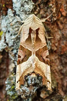 Galicia: 80201028 Angle Shades Moth - on tree Galicia, Spain