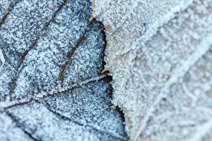 Castile: 80201029 Leaves - covered in frost Las Medulas