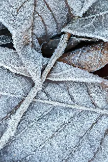 Castile: 80201030 Leaves - covered in frost Las Medulas
