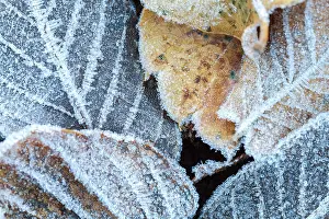 Castile: 80201032 Leaves - covered in frost Las Medulas