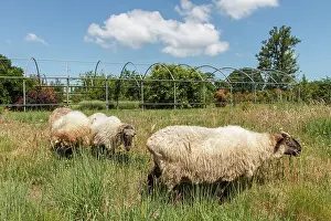 Rumiant: 80201033 Sheep - grazing Galicia, Spain Ovis aries