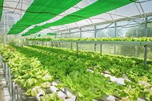 Cooperation: 80201034 Greenhouse Galicia, Spain Brais Seara Fernandez
