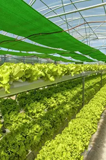 Cooperation: 80201036 Greenhouse Galicia, Spain Brais Seara Fernandez