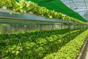 Cooperation: 80201037 Greenhouse Galicia, Spain Brais Seara Fernandez