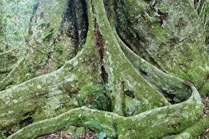 Roots: 80201039 Black Booyong Tree - showing buttress roots