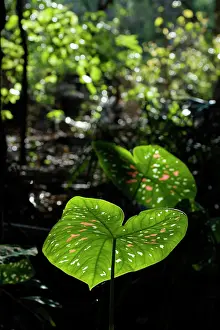 Howard: 80201040 Dabbled Light on Coloured Leaves Howard