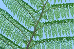 Queensland: 80201041 Tree Fern Fronds Atherton Tablelands, Queensland