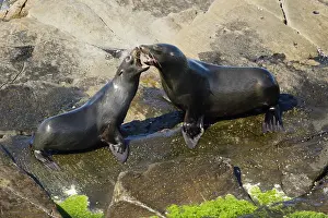 Playfighting: 80201044 New Zealand Fur Seal - youngsters playfighting