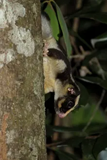 Possum: 80201047 Striped Possum - on tree trunk at night
