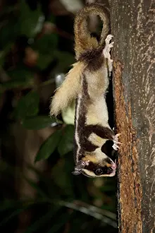 Mixture: 80201048 Striped Possum - feeding on treacle mixture