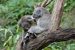 Koala: 80201049 Koala Kangaroo Island, South Australia