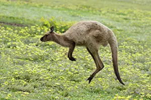 Hopping: 80201052 Western Grey Kangaroo - hopping Kangaroo