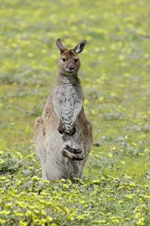Joey: 80201053 Western Grey Kangaroo - female with joey