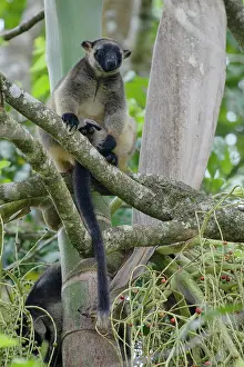 Lumholtz: 80201054 Lumholtz Tree Kangaroo Atherton Tablelands