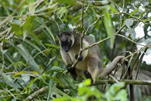 Lumholtz: 80201055 Lumholtz Tree Kangaroo Atherton Tablelands