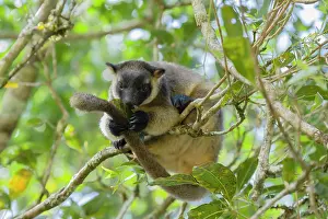 Lumholtz: 80201056 Lumholtz Tree Kangaroo Atherton Tablelands