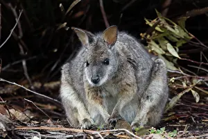 Wallaby: 80201058 Tammar Wallaby Kangaroo Island, South Australia