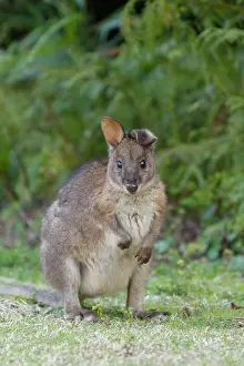 Pademelon: 80201060 Red-necked Pademelon Lamington National