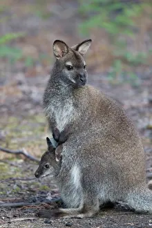 Wallaby: 80201061 Bennett's Wallaby - female with joey in