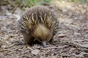 Echidna: 80201062 Short-beaked Echidna - foraging for food